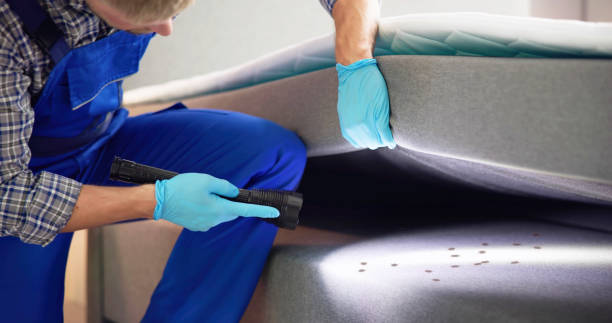 Best Termite Control Services  in Cape Coral, FL