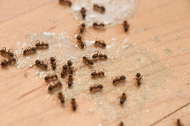Best Commercial Pest Control Services  in Cape Coral, FL